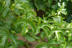 Passiflora edulis